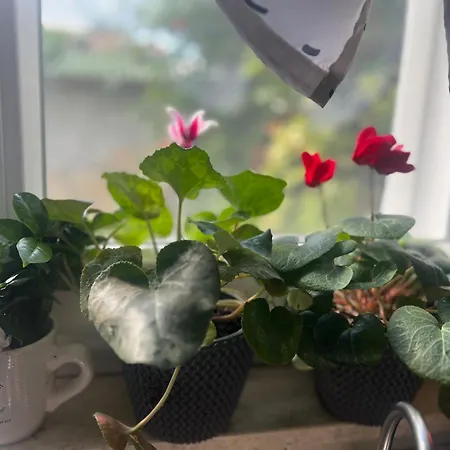 Kuca Za Odmor Josip スプリト